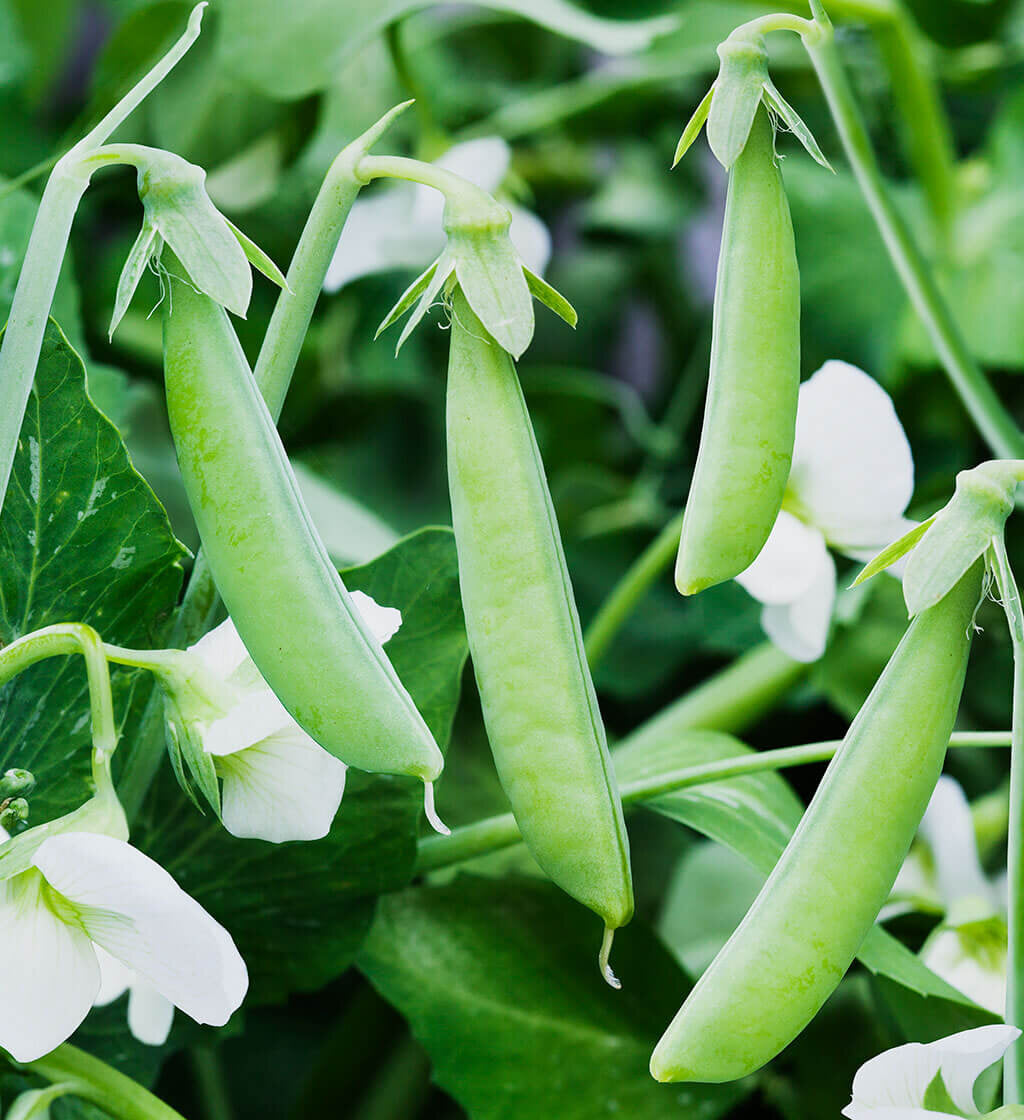 Snap pea samen für aussaat in home gardens
