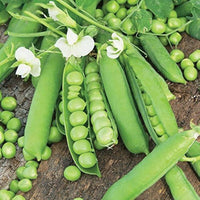 Snap pea pflanzen climbing and wachsend aus samen