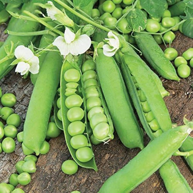 Snap pea pflanzen climbing and wachsend aus samen