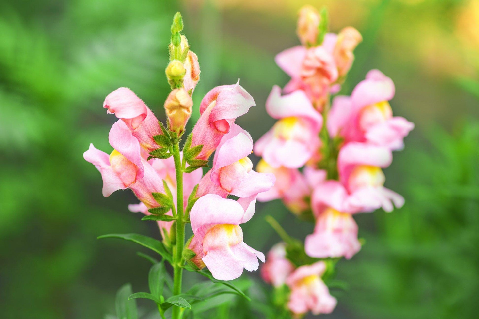 Snapdragon Blumensamen zur Aussaat farbenfroh Schau Traditionssorte & ohne Gentechnik Samen Hausgarten