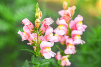 Snapdragon Blumensamen zur Aussaat farbenfroh Schau Traditionssorte & ohne Gentechnik Samen Hausgarten