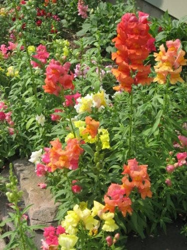 Snapdragon ‘Corona Mix’ Samen – Antirrhinum majus Colorful Blume Variety