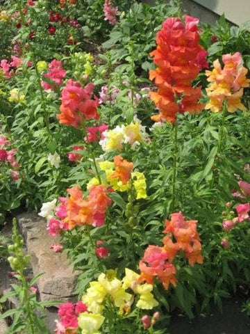 Snapdragon ‘Corona Mix’ Samen – Antirrhinum majus Colorful Blume Variety