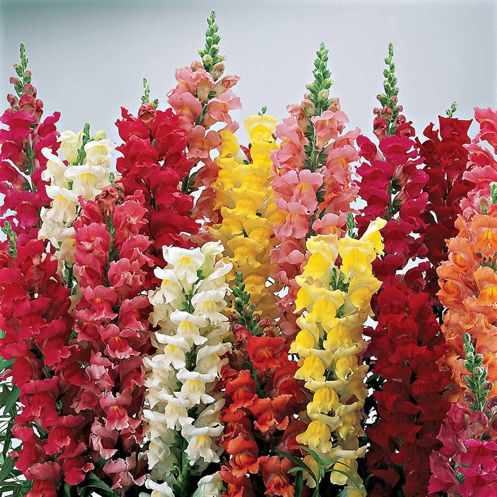 Mixed Snapdragon ‘Corona Mix’ Anbau in Blume Bed