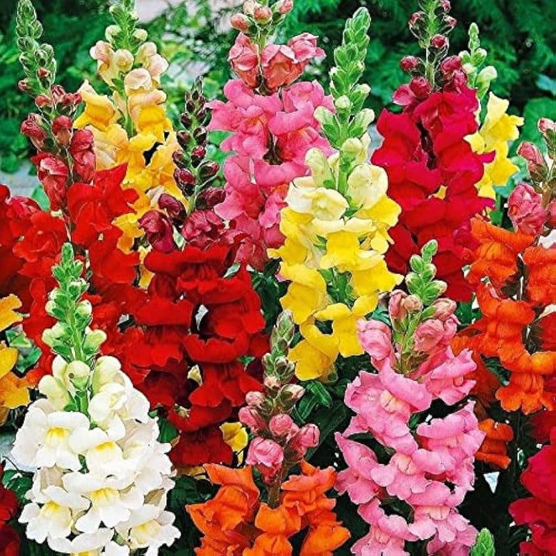 Snapdragon flowering samen for anpflanzung and gardening