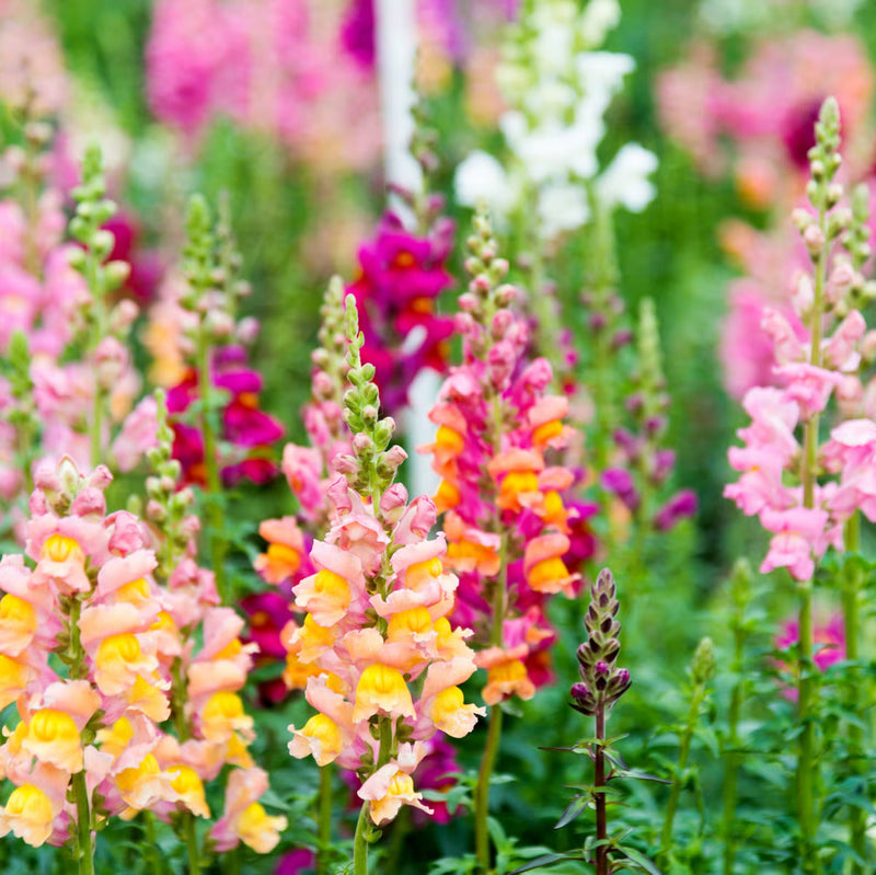 Semi di bocca di leone da seminare, variopinti, annuali e biennali, fiori da giardino