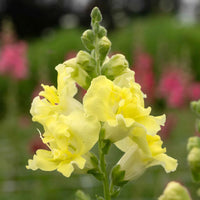 Gemischt Snapdragon Blumensamen zur Aussaat – saisonal Dauerblüher – Traditionssorte & ohne Gentechnik Samen Hausgarten