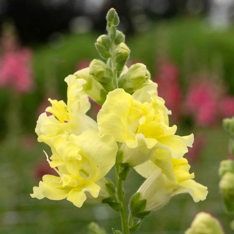 Lemon (lemon sherbet) samen for anpflanzung in home garten