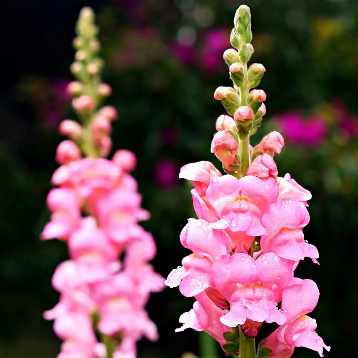 Step-by-step guide for anpflanzung snapdragon samen