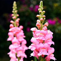 Step-by-step guide for anpflanzung snapdragon samen