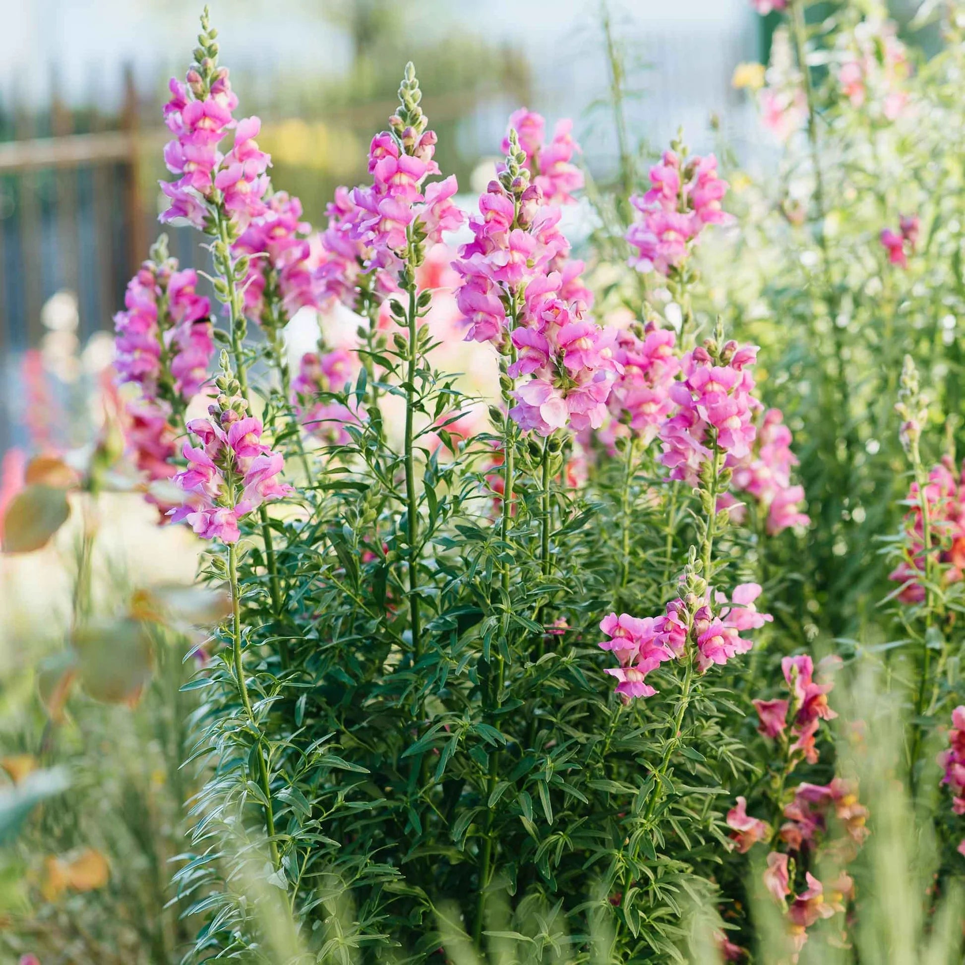 Rosa Snapdragon Blumensamen zur Aussaat – duftend Blüten – Traditionssorte & ohne Gentechnik Samen Hausgarten