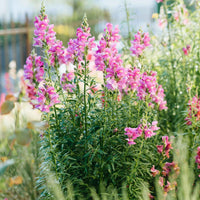 Rosa Snapdragon Blumensamen zur Aussaat – duftend Blüten – Traditionssorte & ohne Gentechnik Samen Hausgarten