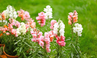 Snapdragon Blumensamen zur Aussaat farbenfroh Schau Traditionssorte & ohne Gentechnik Samen Hausgarten