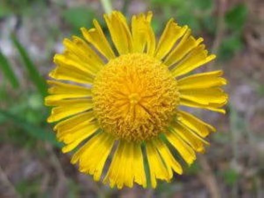 Autumn Sneezeweed Pflanze blooming in a Zuhause Garten