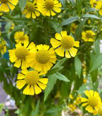 Sneezeweed Samen sprouting into seedlings