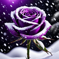 Snow dark violet rose samen for anpflanzung