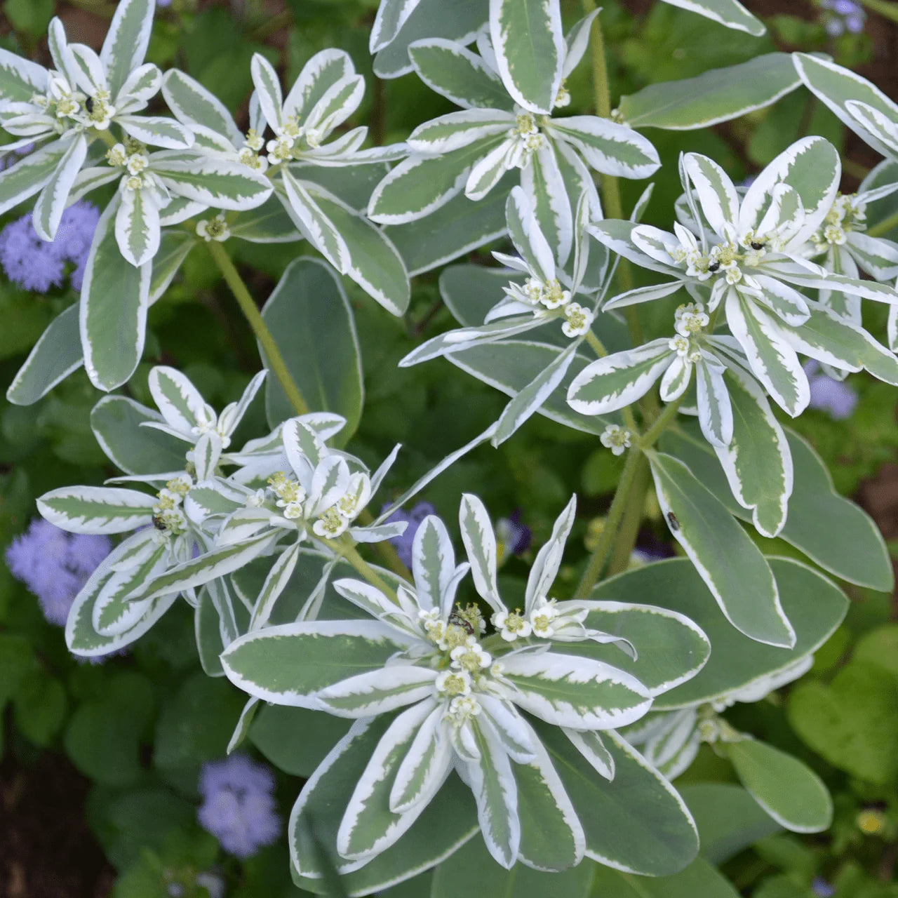 Grün Snow the Mountain Blumensamen zur Aussaat – lang Blüte Saison – Traditionssorte & ohne Gentechnik Samen Hausgarten