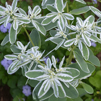 Grün Snow the Mountain Blumensamen zur Aussaat – lang Blüte Saison – Traditionssorte & ohne Gentechnik Samen Hausgarten
