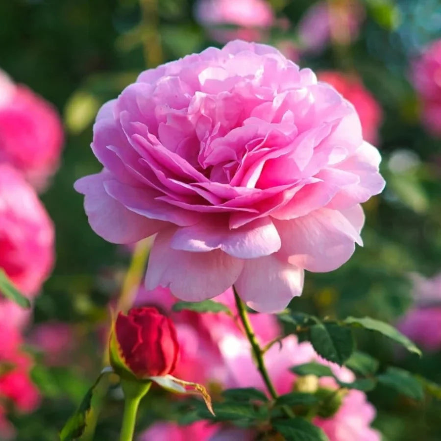 Close-up of rosa snow rose petals and leaves
