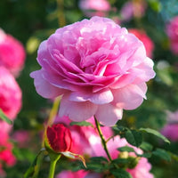 Close-up of rosa snow rose petals and leaves