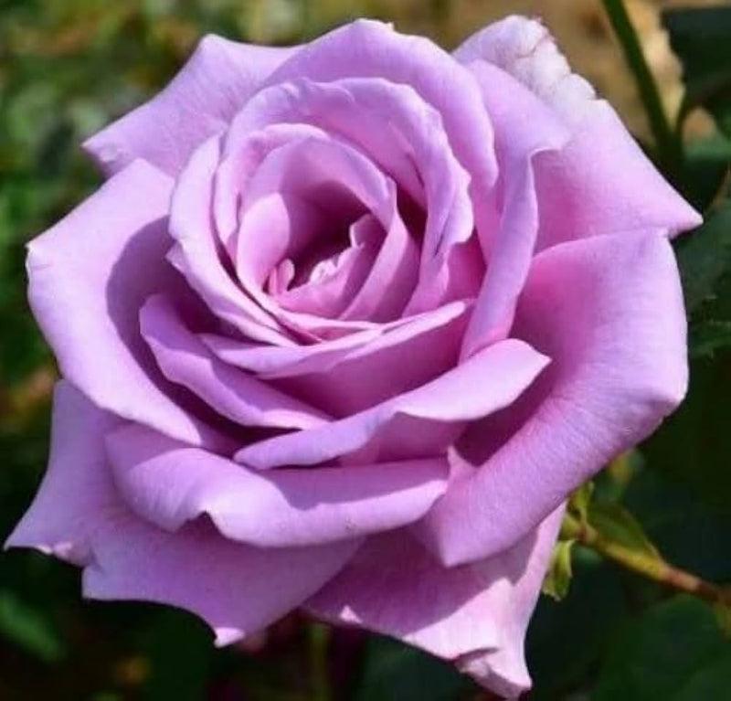 Snow rose blume samen for anpflanzung light lavender