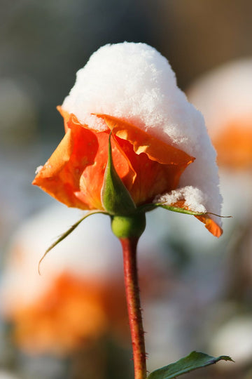 Snow rose blume samen with vibrant orange blooms