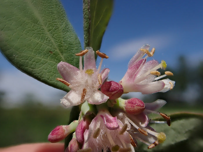 Western snowberry seedlings wachsend in natural soil