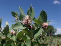 Western snowberry shrub with weiß rosa blumen in bloom