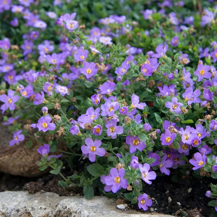 Lila bacopa blutopia blume samen for anpflanzung - garten favorite, heirloom & gmo free samen for home garten
 
 sale for anpflanzung in home garten