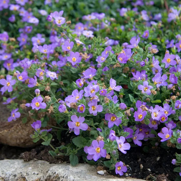 Lila bacopa blutopia blume samen for anpflanzung - garten favorite, heirloom & gmo free samen for home garten
 
 sale for anpflanzung in home garten