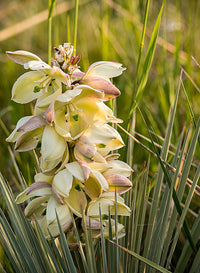 Weiß Yucca Baum Aussaat Samen ideal Gärten