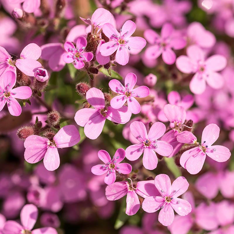 Saponaria Blumensamen zur Aussaat – leuchtend Blüten – Traditionssorte & ohne Gentechnik Samen Hausgarten