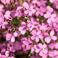 Saponaria Blumensamen zur Aussaat – leuchtend Blüten – Traditionssorte & ohne Gentechnik Samen Hausgarten