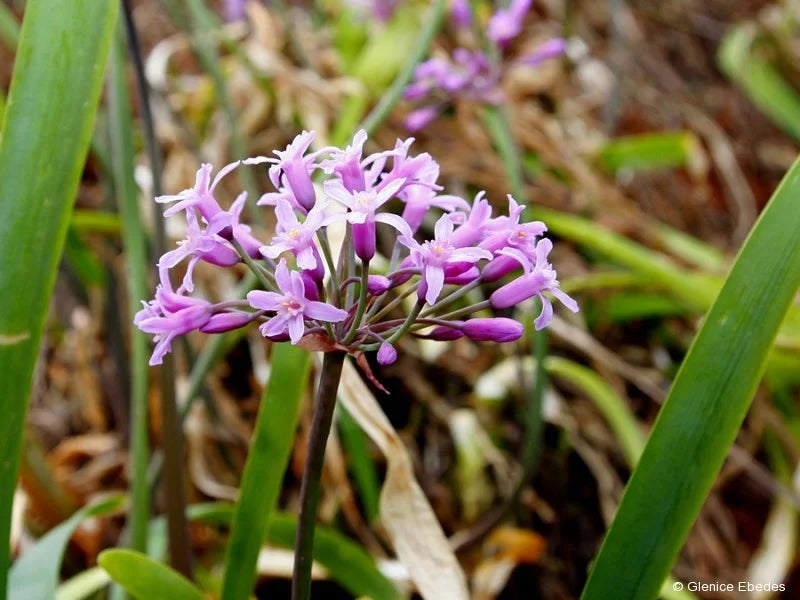 Society garlic pflanze in bloom