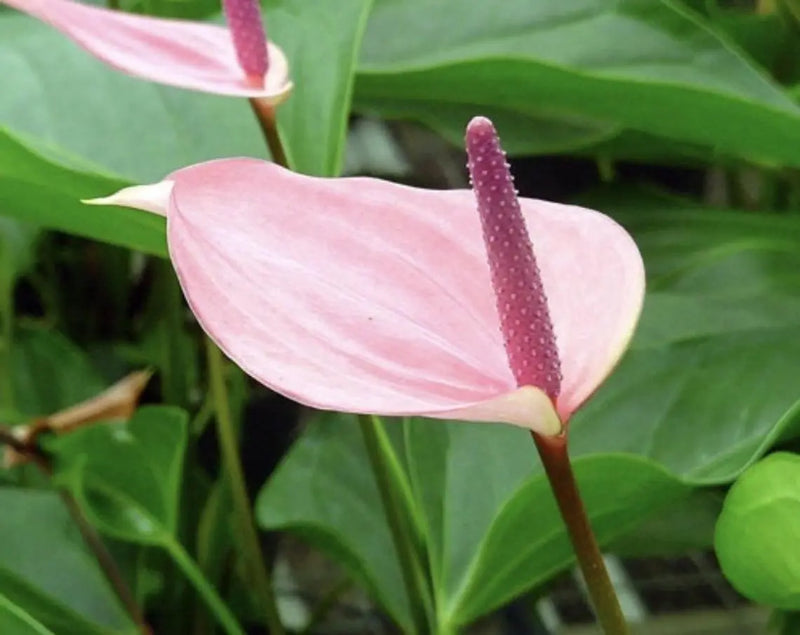 Soft pale rosa anthurium andraeanum samen for anpflanzung