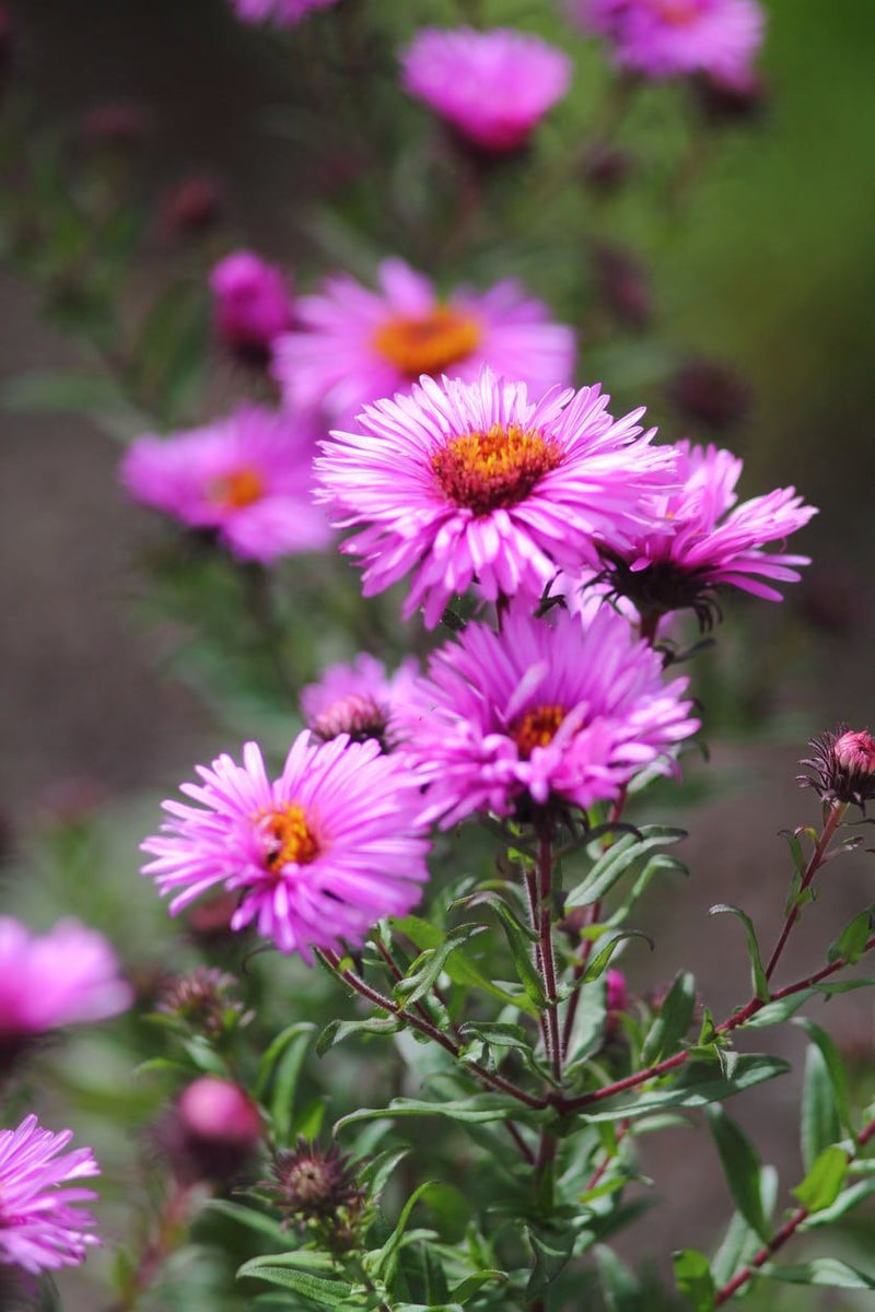 Soft rosa aster samen for anpflanzung