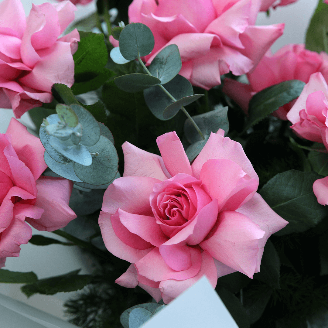 Soft rosa roses for garten borders and töpfen