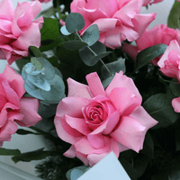 Soft rosa roses for garten borders and töpfen
