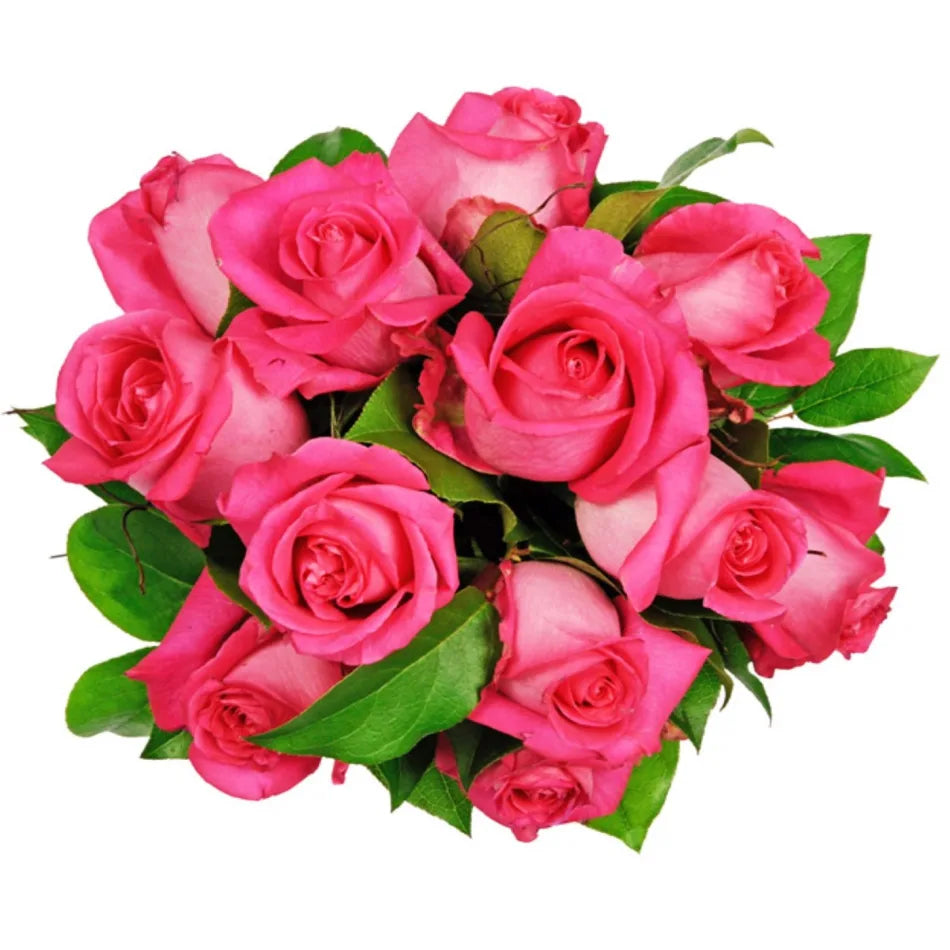 Soft rosa rose blume samen for anpflanzung
