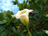 Solandra Grandiflora Blumensamen zur Aussaat leuchtend Blüten Traditionssorte & ohne Gentechnik Samen Hausgarten