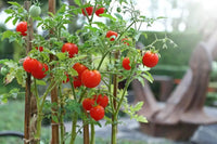 Solanum lycopersicum spanish tomato pflanzen wachsend