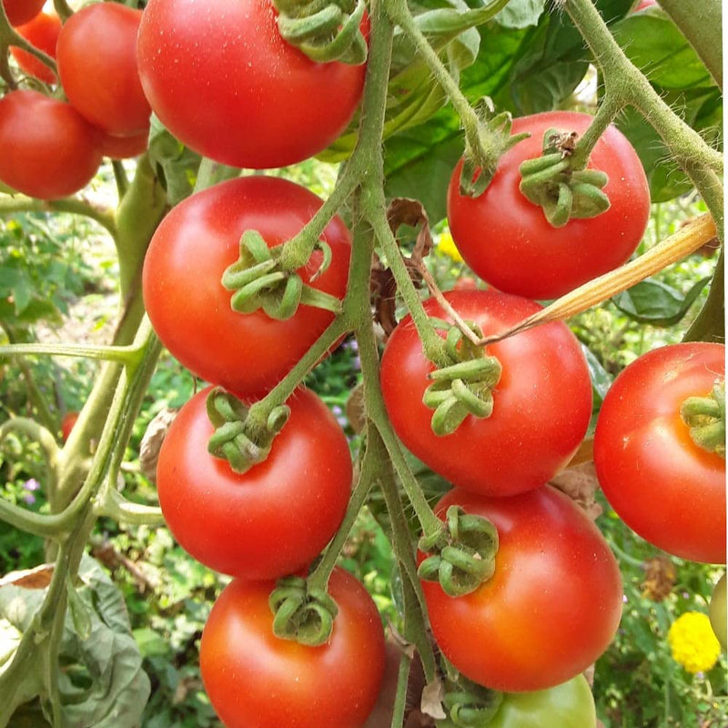 Solanum lycopersicum tomato seedlings sprouting aus non gmo samen