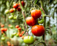 Tomato pflanzen thriving in a gemüse patch