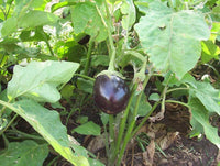 Schwarz Eggplant Gemüse Samen zum Pflanzen | Grow Delicious Eggplants at Home