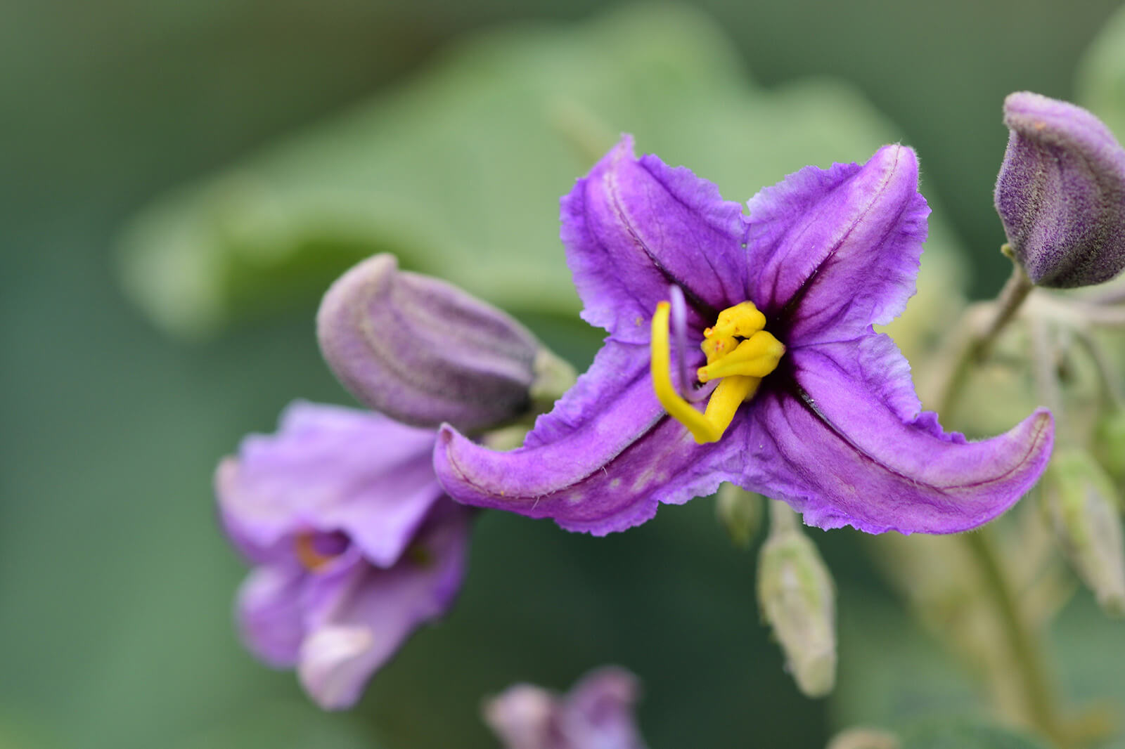 Solanum Samen for borders, beds, and containers
