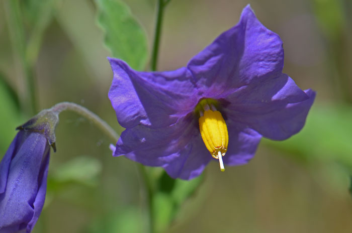 Solanum samen for borders, beds, and containers
