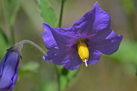 Solanum Samen for borders, beds, and containers
