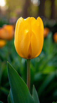 hell Gelb Tulpe Blumensamen zur Aussaat – kompakt Wuchs – Traditionssorte & ohne Gentechnik Samen Hausgarten