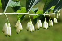 Solomon's pflanze samen for borders and garten beds
