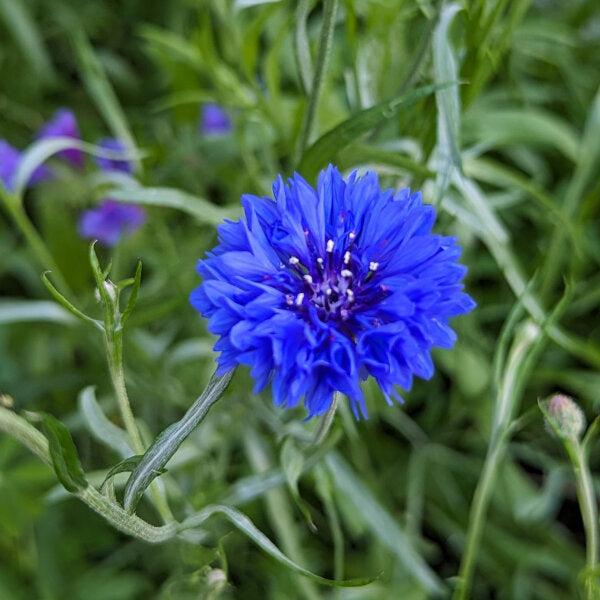 Kornblumenblaue Pflanzsamen für Haus und Garten